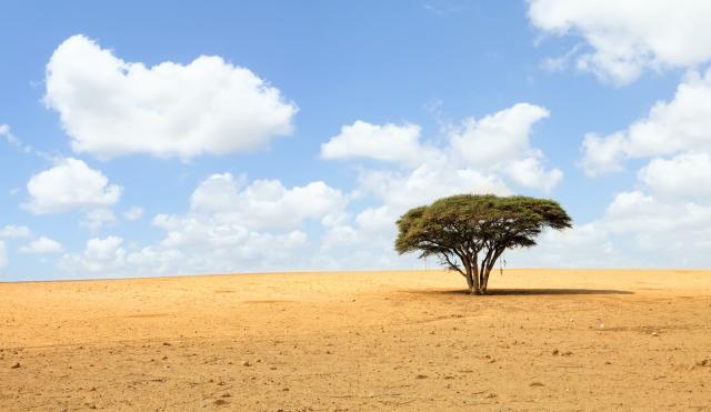 El Árbol de la Vida: el árbol más solitario y aislado del planeta