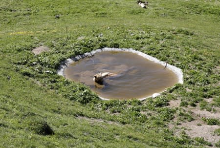 Bear Napa enjoys a bath in a pond at the Arosa Baerenland sanctuary in the mountain resort of Arosa