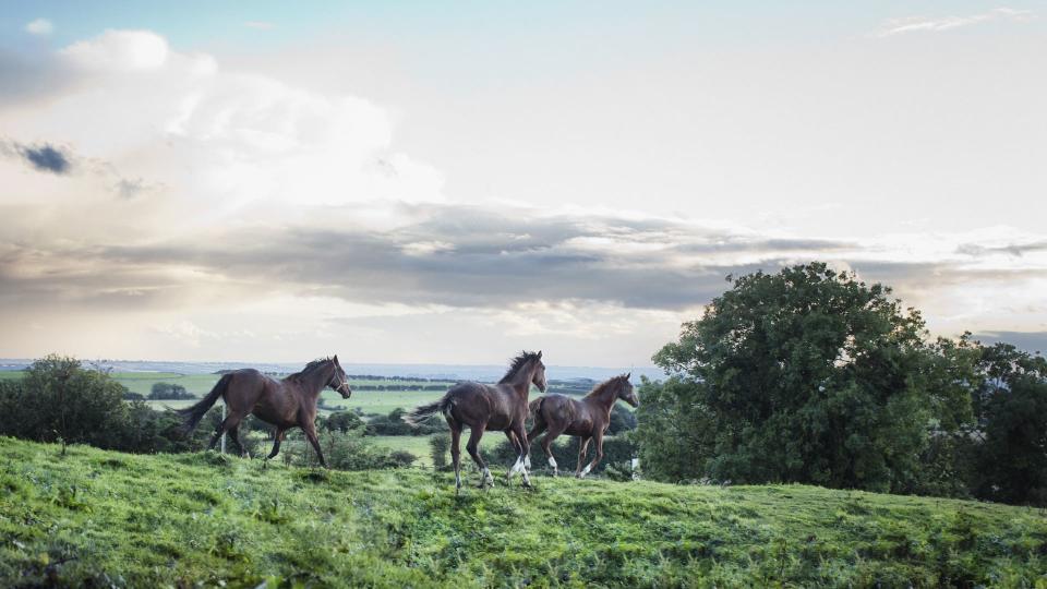 Horses running