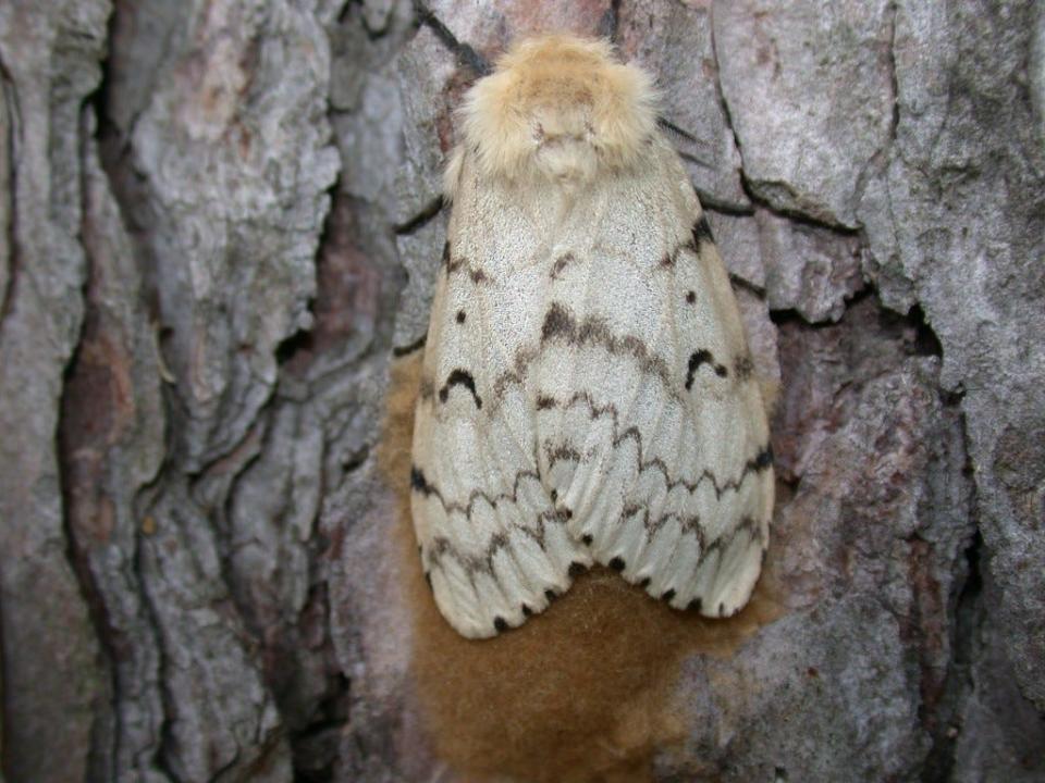 The spongy moth feeds on more than 300 species of trees but loves oaks and aspens.