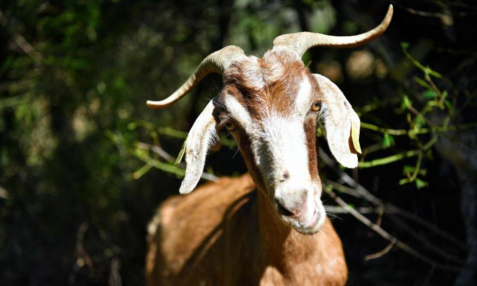 A goat grazes at the natural park of Collserola near Barcelona