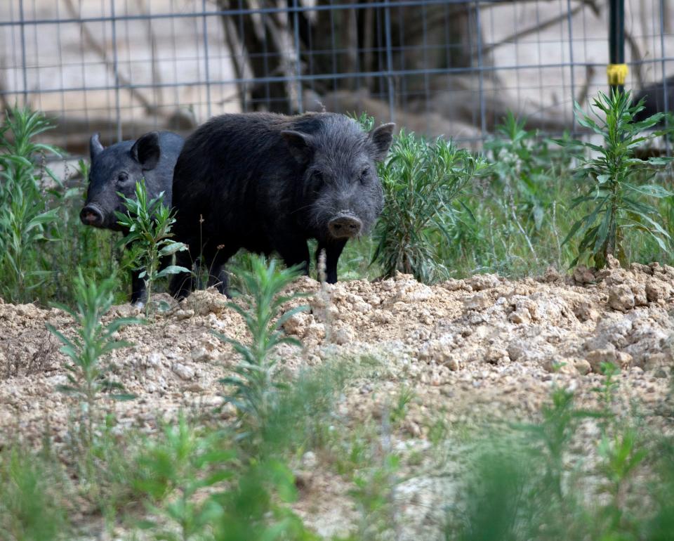 At least 80 pigs belonging to Christal Ellard and the In Loving Swineness Sanctuary were rounded up by Escambia County Animal Control officers Wednesday and Thursday. Many of them had escaped a property at 1846 Highway 95A in Cantonment and had become a public safety hazard, officials said.