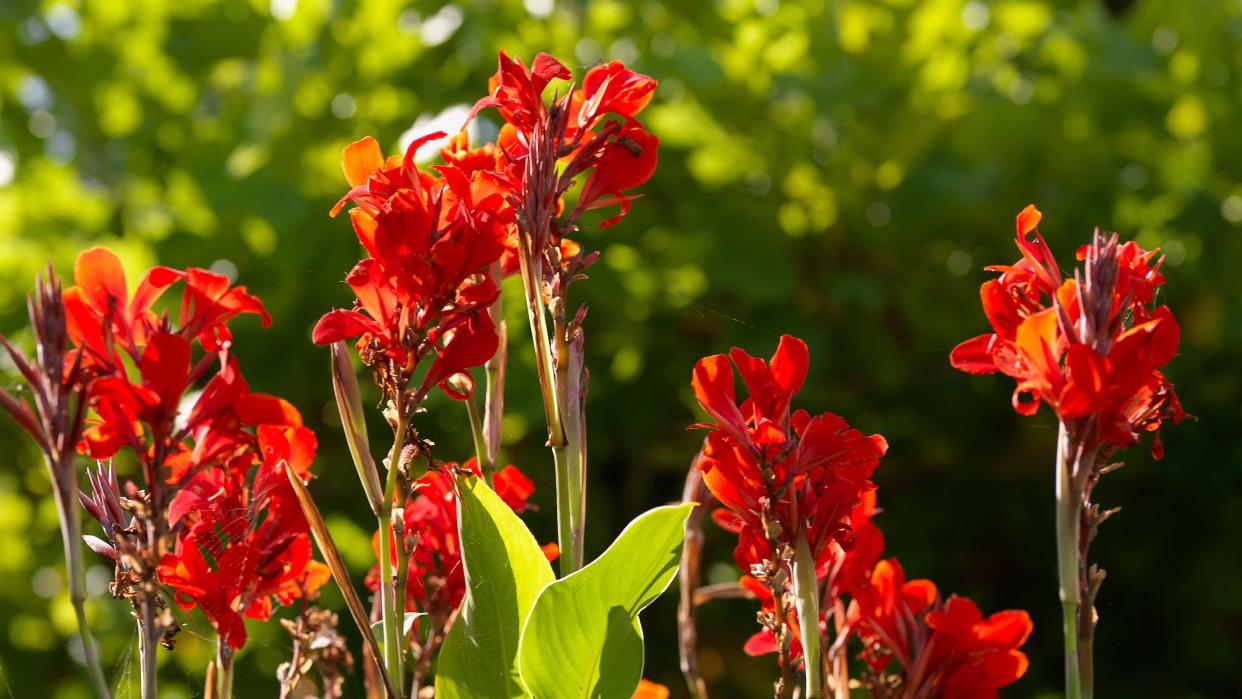  red cannas in garden 