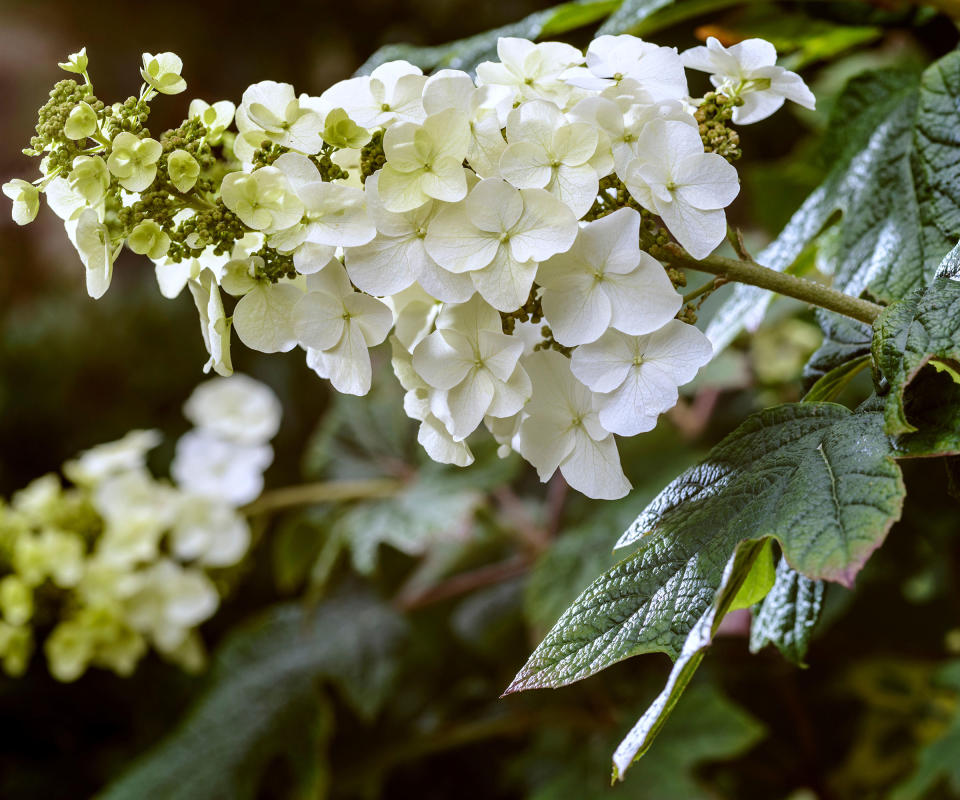 large white flowers of hydrangea quercifolia 'Snow Queen'