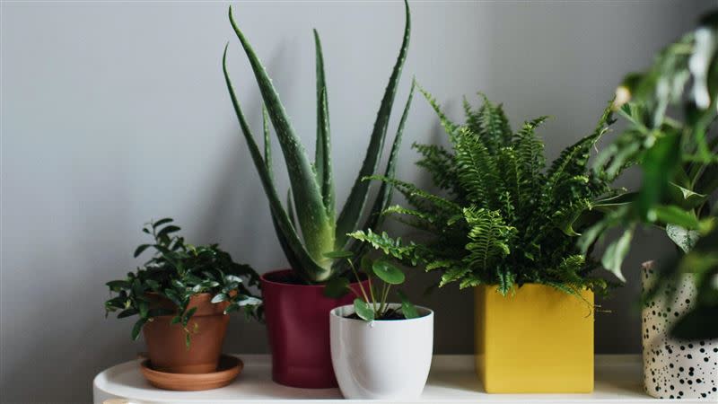過年在家中擺放部分植物，有機會能為家中招來好運。（圖／翻攝自Pexel）
