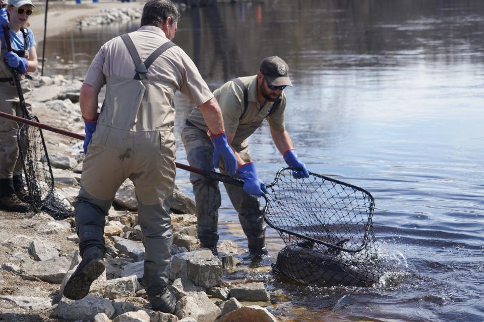 Fisheries staff with the U.S. Fish and Wildlife Service net a lake sturgeon for processing at Bamboo Bend on the Wolf River in Shiocton. The fish will be measured, sexed and have a passive integrated transponder (PIT tag)  implanted if it doesn't already have one, then released back to the river.