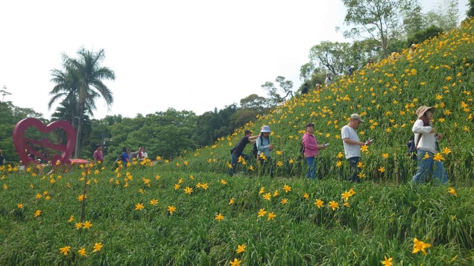 ▲花壇鄉虎山巖金針花至今約開將近5成，連日來吸引爆滿遊客前往賞花、拍照。（米諾斯提供）