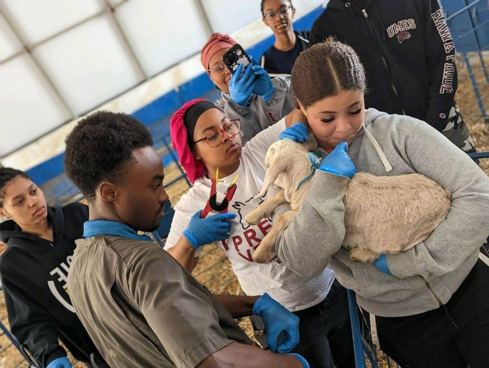 University of Maryland Eastern Shore pre-vet student Donovan Grady Jr., left, observes his classmate, Kaila Tyre-Castro, holding a goat, on the school's farm. The historically Black institution is in the process of creating a veterinary school on campus.