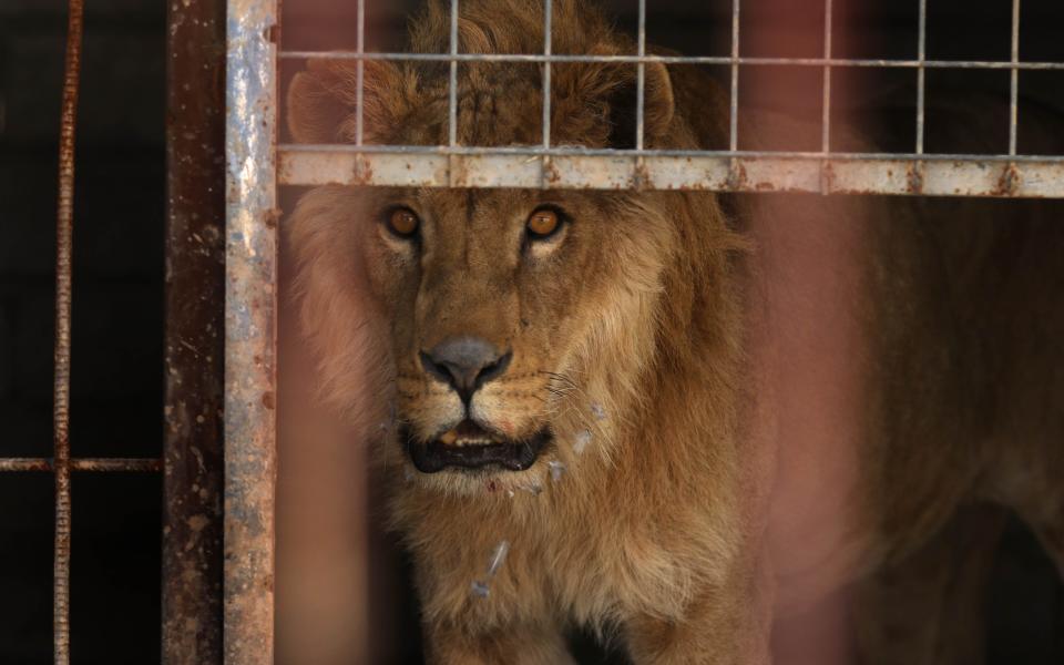 The only surviving bear and lion in Mosul zoo finally get treatment, after Isil driven from area