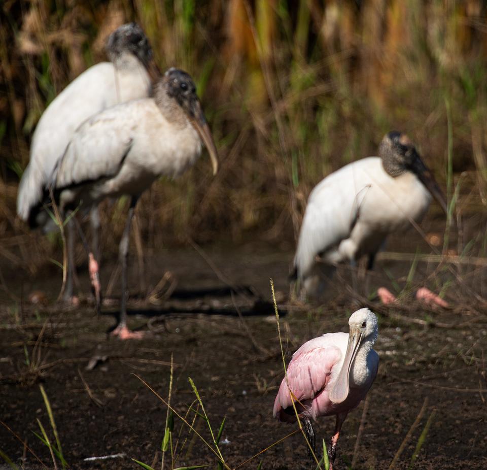 A roseate spoonbill sits with Wood storks off of Corkscrew Road on Tuesday, Nov. 29, 2022. 