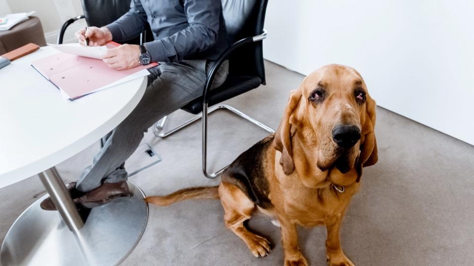 Bello als Kollege? Arbeitnehmer dürfen ihren Hund nicht ohne Einwilligung des Chefs mit zur Arbeit bringen.