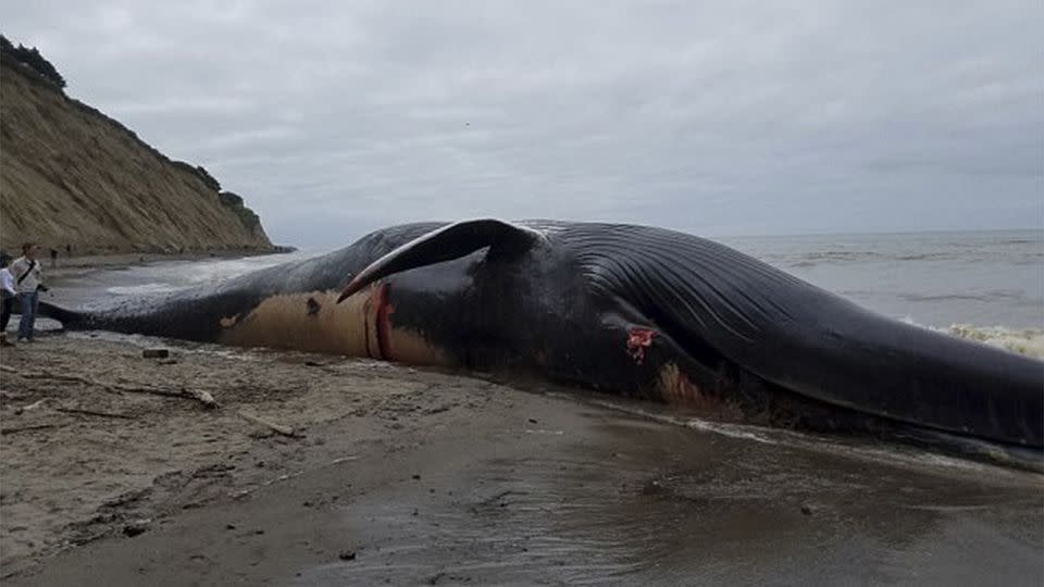 Researchers now hope they can use the whale's death to learn more about the endangered species. Source: AP