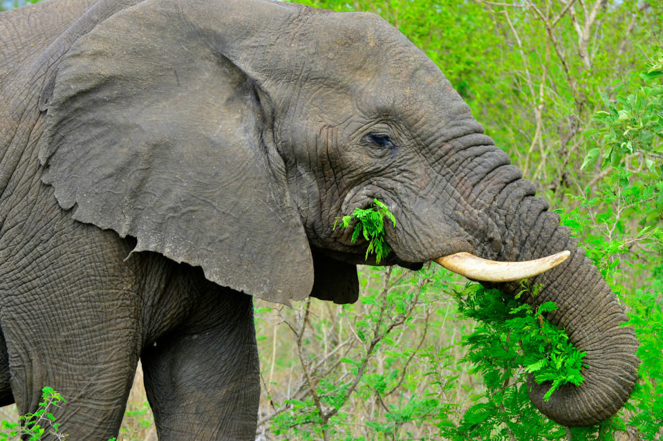 Technology is already in use to help stop poachers. However, it's frequently