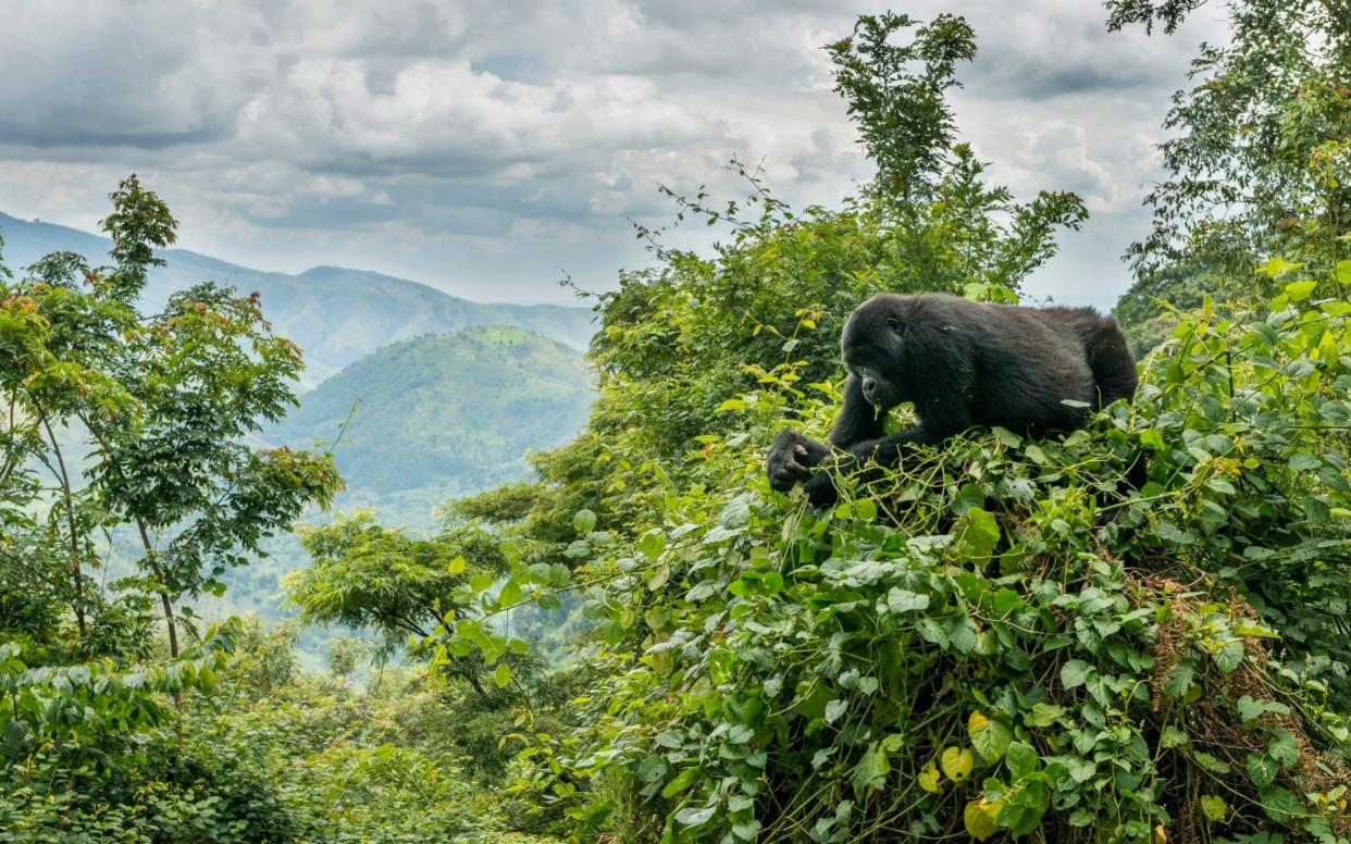 Tourists are drawn to Uganda by wildlife including gorillas - Getty Images Contributor