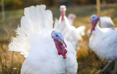 A group of Beltsville Small White turkeys are seen walking through the woods at Julie Gauthier's farm in Wake Forest, North Carolina, November 20, 2014. REUTERS/Chris Keane