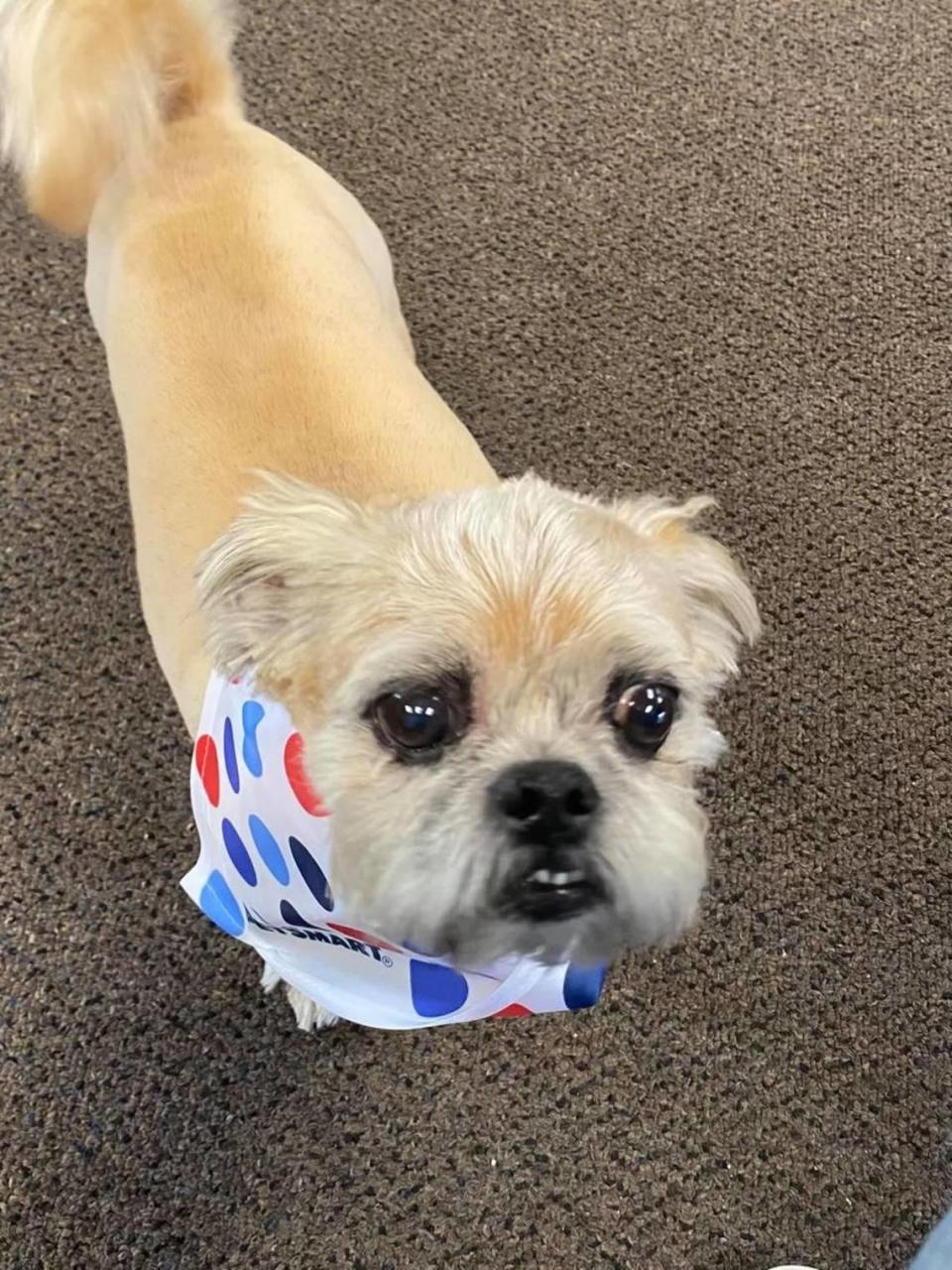 Bentley, a family dog for the Bellingham’s Paz family, was in a car that was stolen from the Sunset Square parking lot on Saturday, Sept. 17, 2022. The car was abandoned at an apartment complex, but the thief reportedly came back and took Bentley.