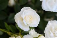 <p>Cancers will find a sense of serenity in white roses. Lucia adds: 'The delicate white petals are symbolic of Cancer's inner sensitivity. White is a significant colour for Cancer as it offers a blank canvas that allows Cancer's creativity to flourish and bloom.'</p><p><a class="link " href="https://go.redirectingat.com?id=127X1599956&url=https%3A%2F%2Fwww.serenataflowers.com%2Fen%2Fuk%2Fflowers%2Fnext-day-delivery%2Froses%2Fwhite&sref=https%3A%2F%2Fwww.housebeautiful.com%2Fuk%2Fgarden%2Fplants%2Fg33666571%2Fflowers-zodiac-sign%2F" rel="nofollow noopener" target="_blank" data-ylk="slk:BUY NOW VIA SERENATA FLOWERS;elm:context_link;itc:0;sec:content-canvas">BUY NOW VIA SERENATA FLOWERS</a></p>