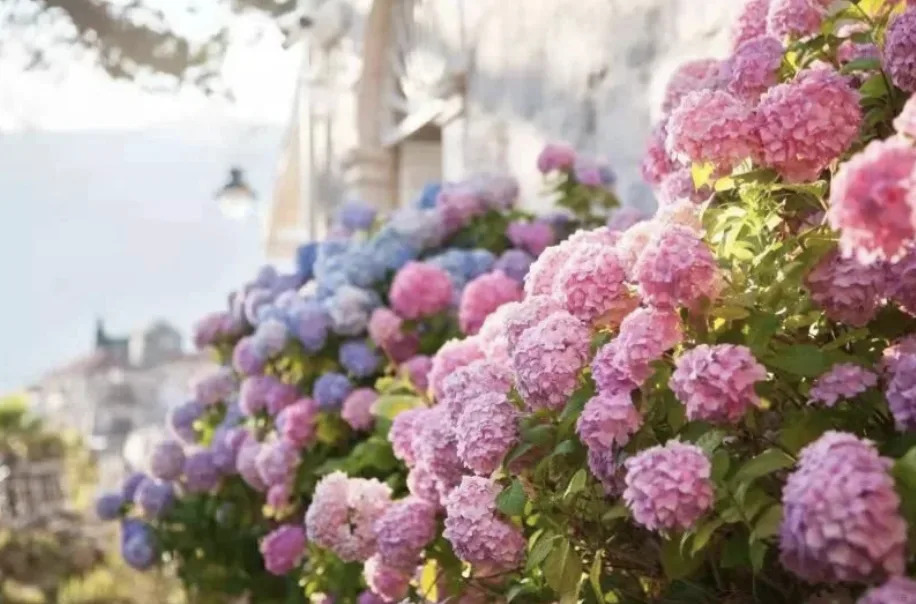 廣州旅遊｜賞花好去處百萬葵園 全年開放花卉展 向日葵、玫瑰、薰衣草、繡球花