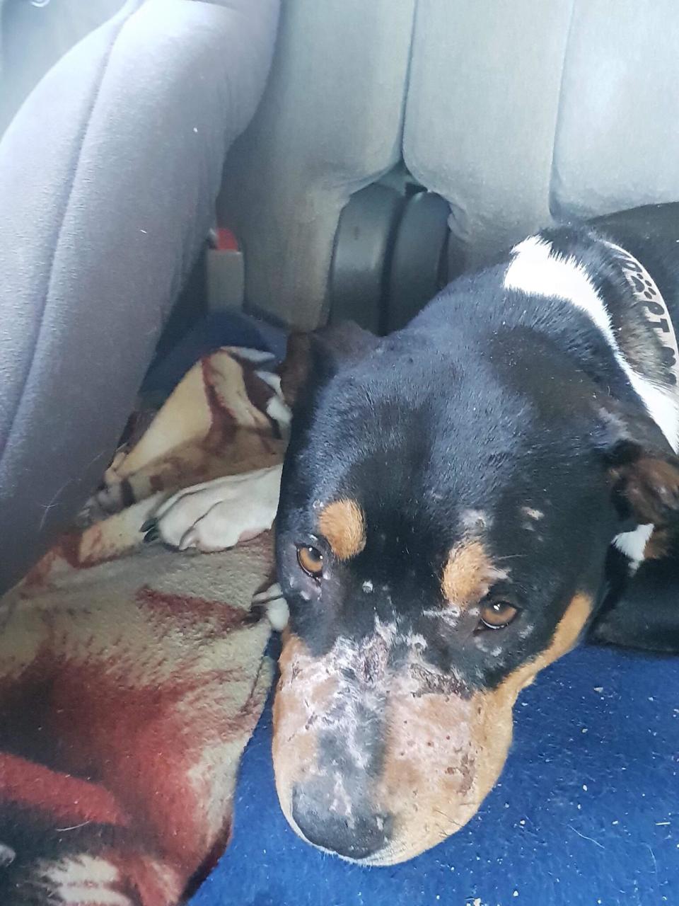 Trixie, a rottweiler/staffie mix is currently recuperating with a foster family in Brisbane while she waits to be adopted by a permanent carer. Source: Mykeala Campanini