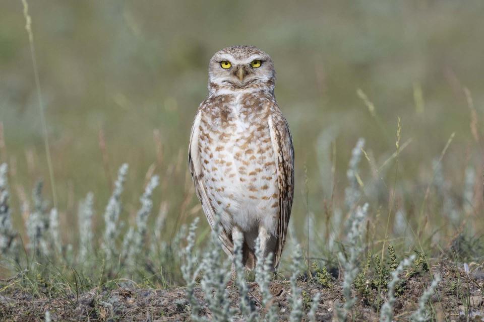 Burowing Owl/Jason Bantle/Submitted 