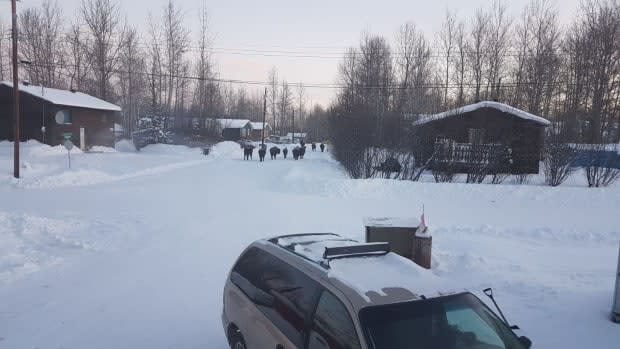 Bison walking down the street opposite Gonet's home in Fort Liard, N.W.T.