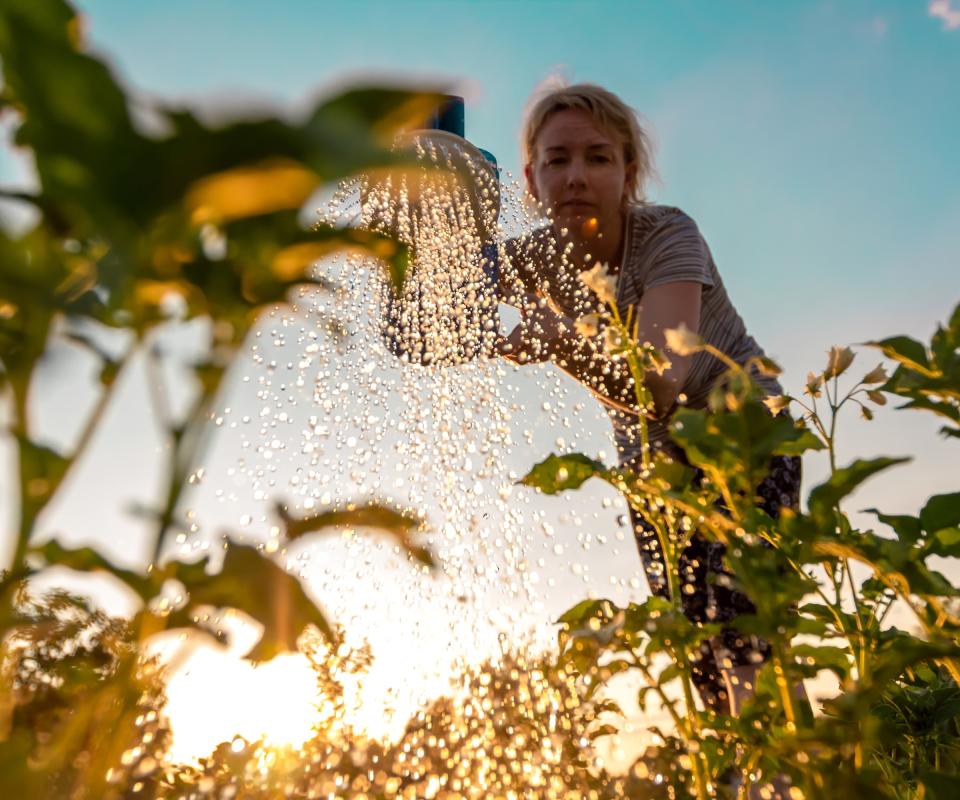 Woman watering plants at sunset
