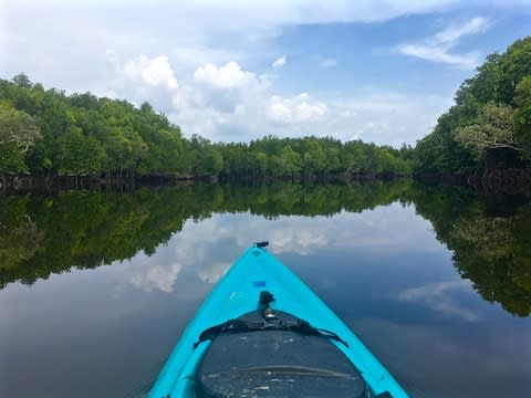 Mangrove forests dominate the eastern half of the island - Credit: IAN LLOYD NEUBAUER