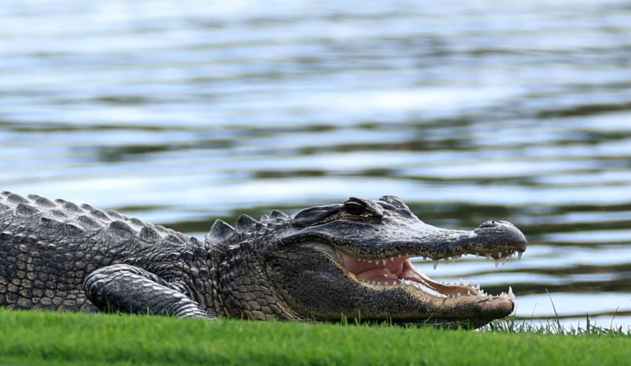 PONTE VEDRA BEACH, FLORIDA - MARCH 08: An aligator basks in the sun on the 18th hole during the practice round prior to THE PLAYERS Championship on the Stadium Course at TPC Sawgrass on March 08, 2022 in Ponte Vedra Beach, Florida. (Photo by David Cannon/Getty Images)