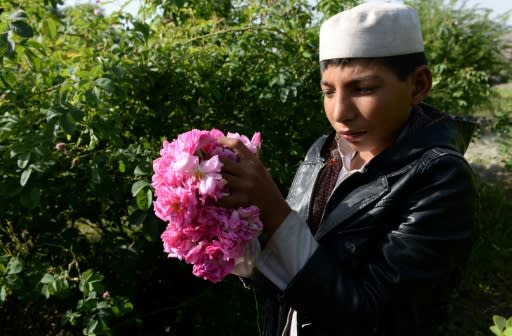 Roses are providing farmers in Nangarhar province with a viable alternative to growing opium poppies, the sale of which has fuelled the conflict raging across the country