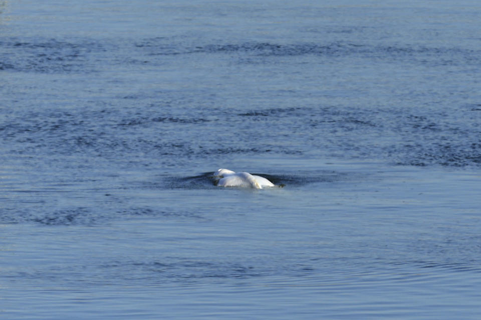 Una beluga nada en una zona embalsada junto a la compuerta Notre Dame de la Garenne, en Saint-Pierre-la-Garenne, al oeste de París, Francia, el martes 9 de agosto de 2022. (AP Foto/Aurelien Morissard)