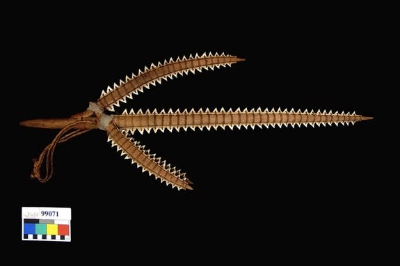 A Gilbert Islands shark tooth weapon in the collections of Chicago's Field Museum.