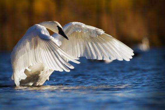 The Trumpeter Swan returns from the brink of extinction