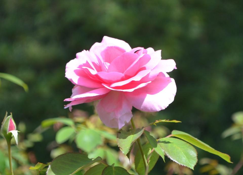 The Greater Cincinnati Rose Association hosts a show at Krohn Conservatory on Saturday.