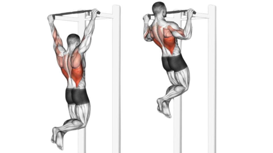 pull up anatomy lats