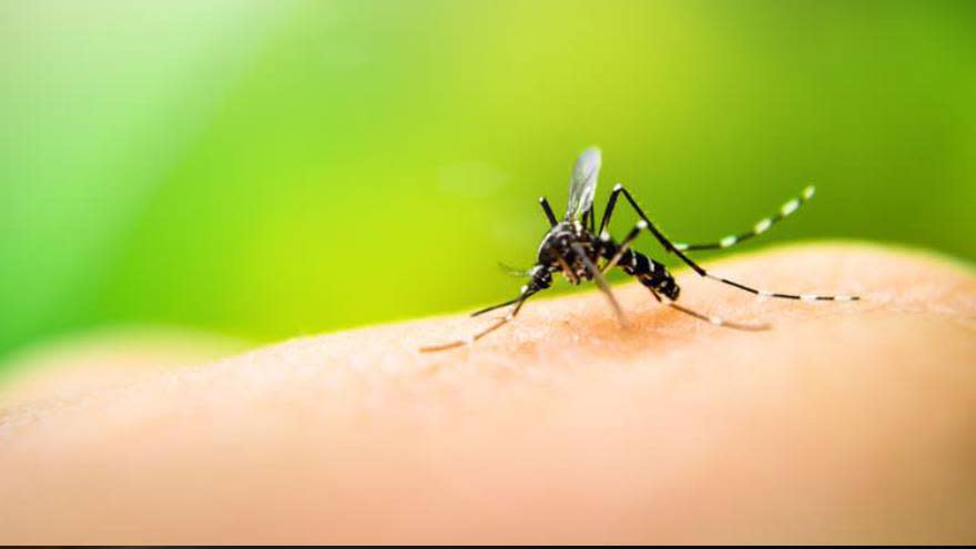 Así se ve el mosquito que transmite el dengue