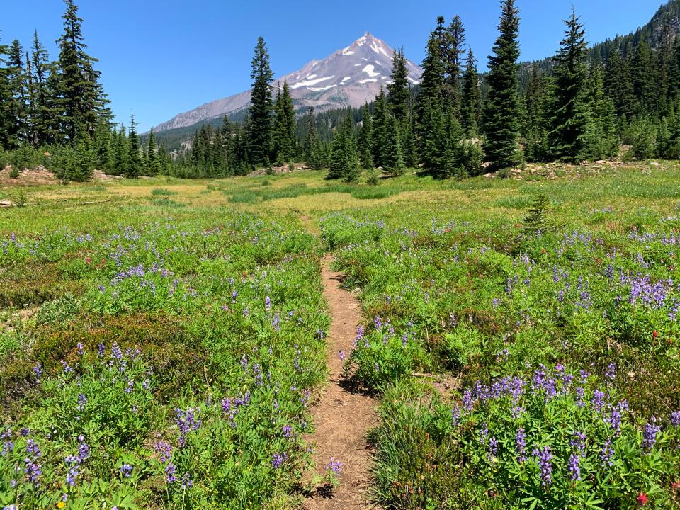 View of open alpine meadows of wildflowers on an unofficial trail between Hunts Cove and the Pacific Crest Trail.