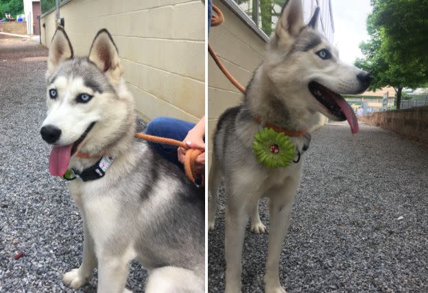 This husky was one of the three dogs found with damaged vocal cords, authorities said. (Photo: Pennsylvania SPCA)