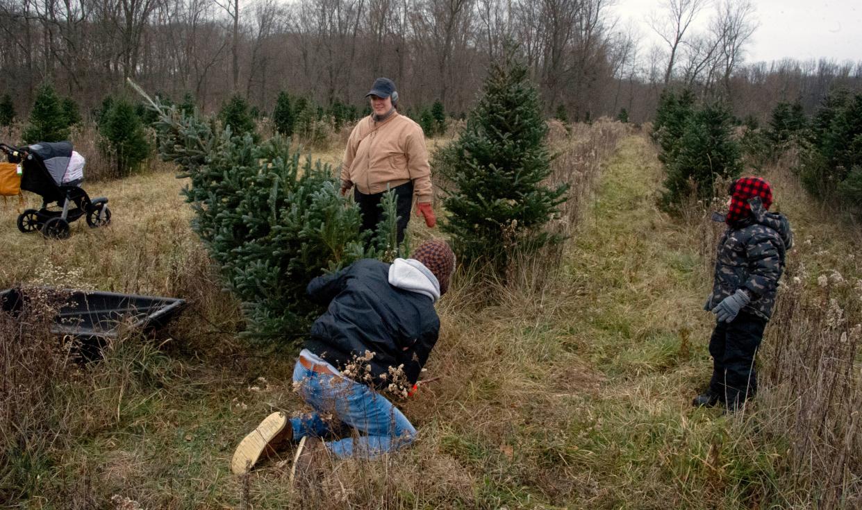 Emelia and James Mills watch as their father, Matt, saws down a Christmas tree at Galehouse Tree Farms, Doylestown. The family travels every year from to get a tree at the farm.