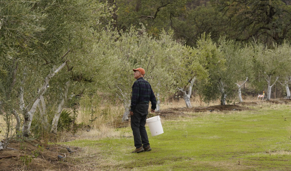 Former California Gov. Jerry Brown looks over some his olive trees during harvest time at his home near Williams, Calif., Saturday, Oct. 30, 2021. Brown harvests olives on the property where he's lived since leaving the governor's office in 2019. He and his wife, Anne Gust Brown, turn the harvest into olive oil that they share with friends. (AP Photo/Rich Pedroncelli)