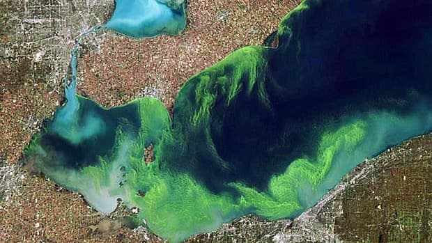 Blue-green algae stink, contain toxins and suffocate life in the lake.