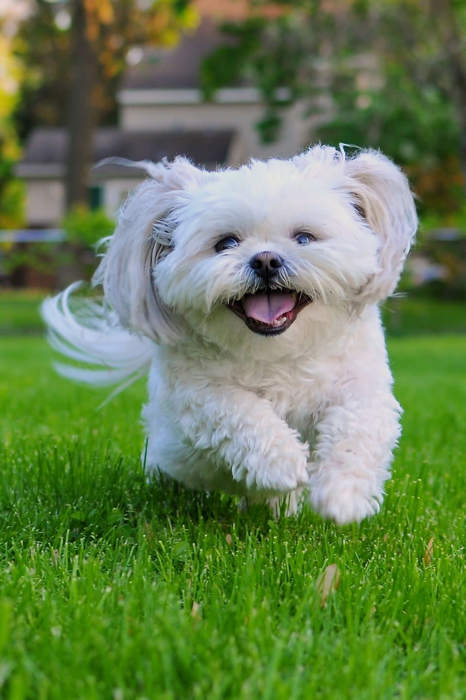 12) Shih Tzu