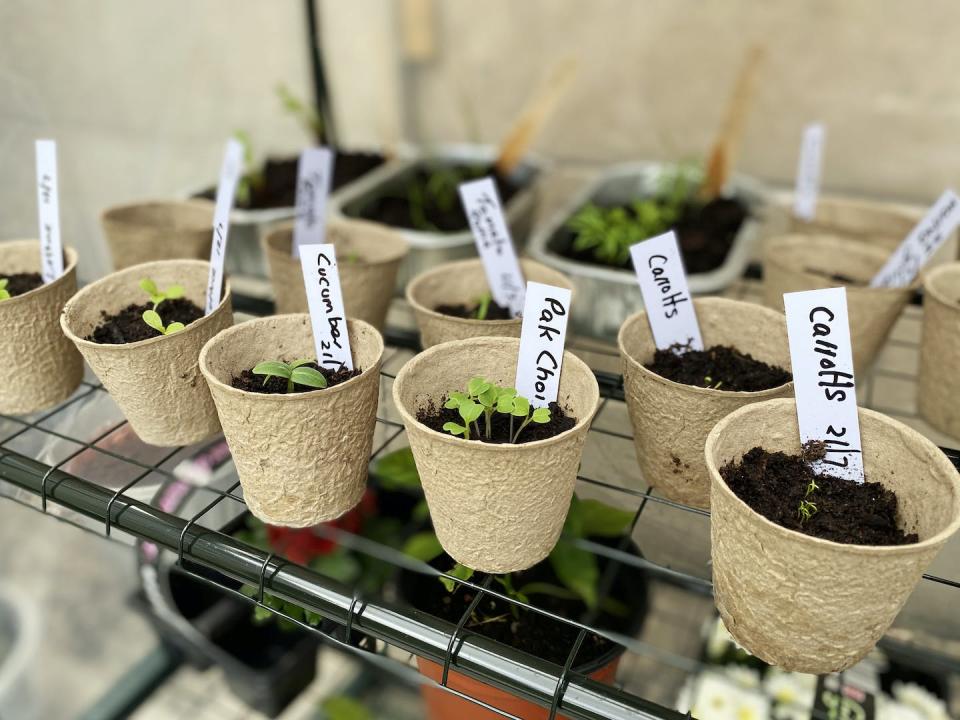 Gardeners spend winter nights dreaming of green growing things. <a href="https://www.gettyimages.com/detail/photo/seedlings-planted-in-pots-and-labelled-royalty-free-image/1306011708?adppopup=true" rel="nofollow noopener" target="_blank" data-ylk="slk:Busybee-CR via Getty Images;elm:context_link;itc:0;sec:content-canvas" class="link ">Busybee-CR via Getty Images</a>