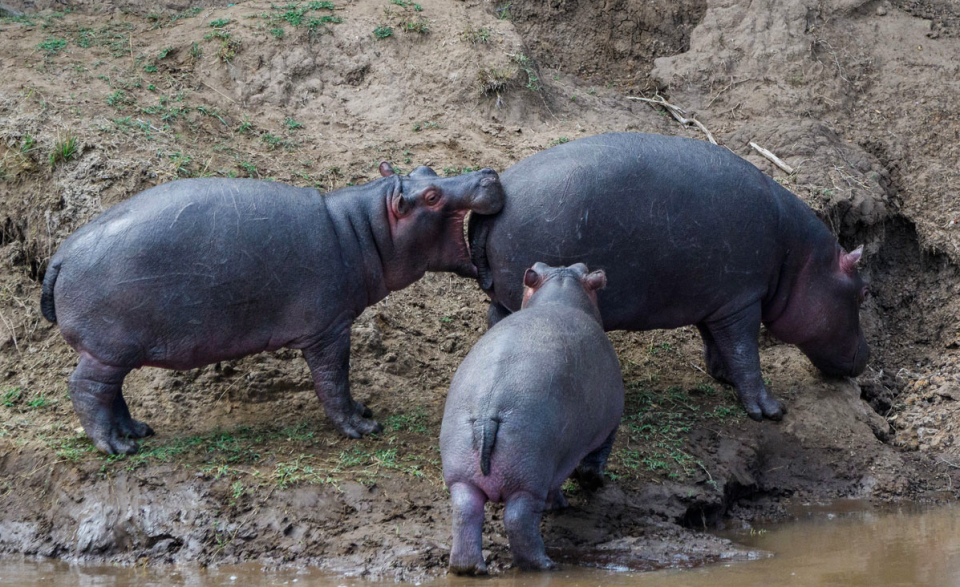 Les photos les plus drôles d’animaux