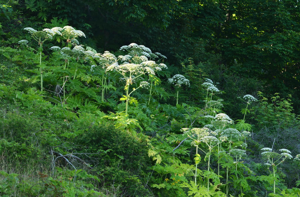 28 June 2021, Mecklenburg-Western Pomerania, Kap Arkona: 07.08.2022. Cape Arkona on Ruegen. Not far from Cape Arkona on Ruegen grows giant hogweed (Heracleum mantegazzianum), also called Hercules perennial. The plant can cause severe phototoxic reactions in humans. Responsible are the furanocoumarins contained in the plant, which react in connection with sunlight. This can result in burns, wounds and even severe circulatory shock. Photo: Wolfram Steinberg/dpa Photo: Wolfram Steinberg/dpa (Photo by Wolfram Steinberg/picture alliance via Getty Images)