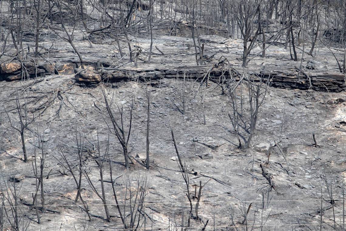 Trees razed by the wildfire that erupted Monday on Possum Kingdom Lake in Graford, Texas, are seen on Wednesday, July 20, 2022.