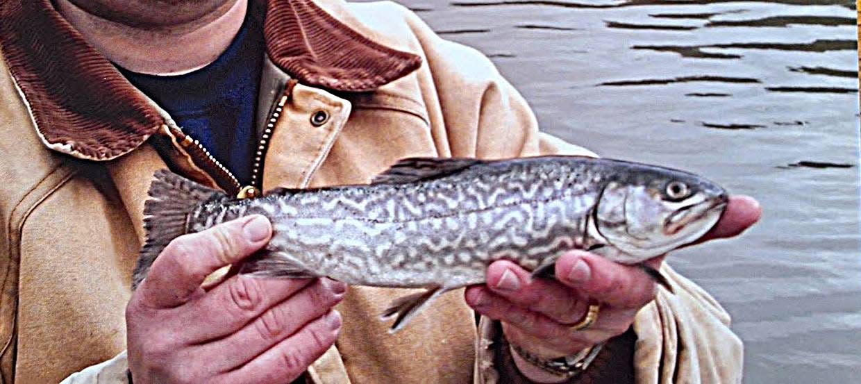 A tiger trout is a cross between a brook and a brown trout. The Pennsylvania Fish and Boat Commission doesn't raise tiger trout, but occasionally anglers catch one.