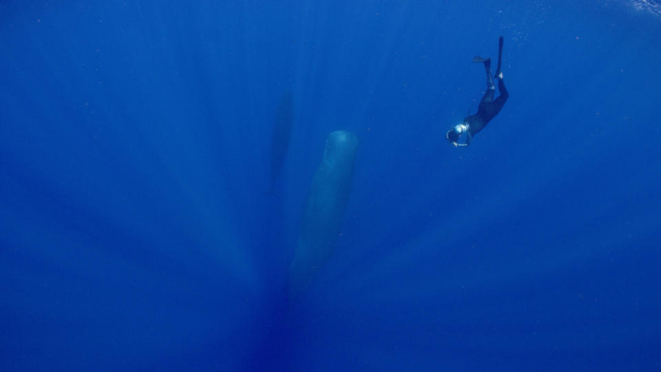 Cristina Mittermeier takes photographs of a pilot whale. (National Geographic)