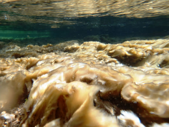 A didymo mat several centimeters thick covers the rocky substrate of the crystal clear Duval River. Thick and extensive blooms are known to affect the structure and function of river ecosystems. Didymo’s recent proliferation is likely unprecede