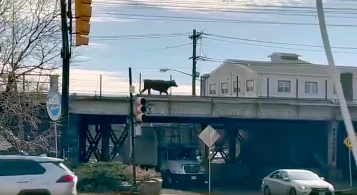 PHOTO: A bull roams the tracks of the New Jersey Transit railway system, Dec. 14, 2023. (Thomas Ring/Facebook)