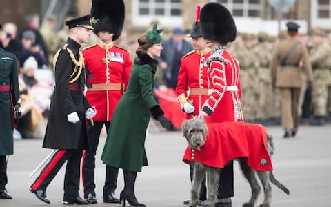 The wolfhound - the regiment's longest serving mascot since 1985 - Credit: Paul Grover for the Telegraph